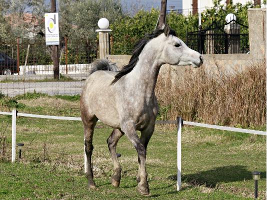 Καθαρόαιμος αραβικός επιβήτωρας