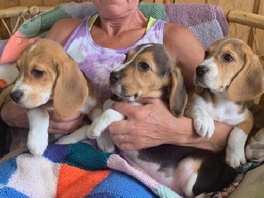 PoulaTo: beagle puppies