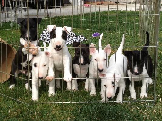 PoulaTo: bull terrier