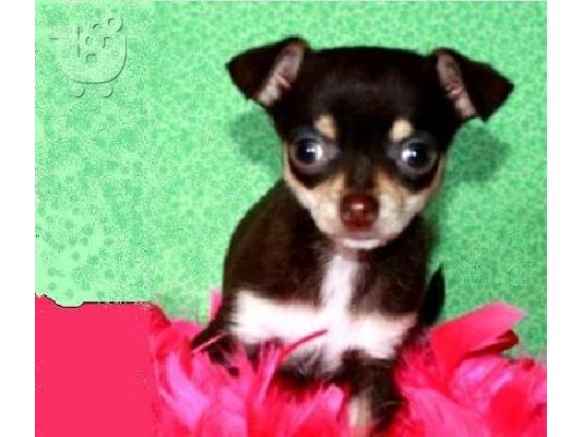 υγιής και καλά τρέφονται κουτάβια chihuahua
