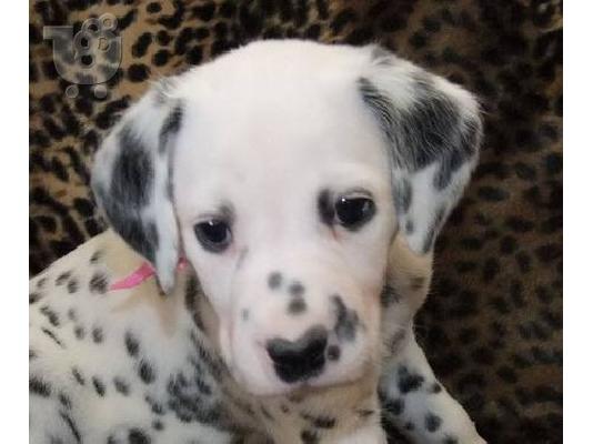 Dalmatian κουτάβια