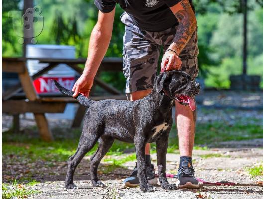 Cane Corso θηλυκό κουτάβι