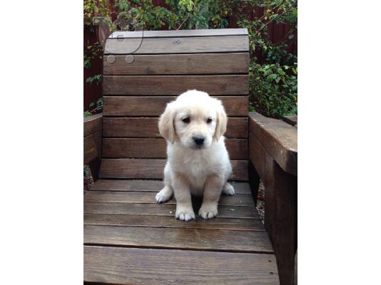 Διατίθενται κουτάβια Golden Retriever