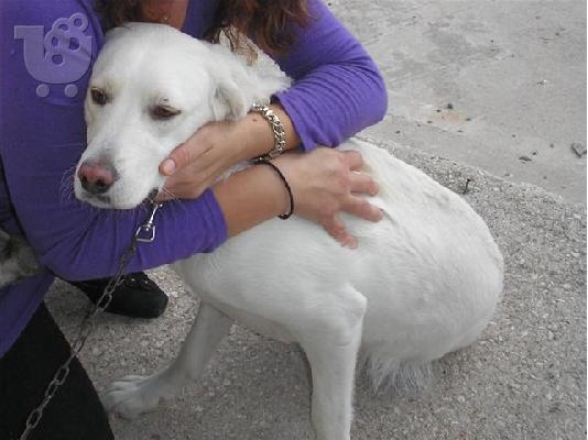 ΠΑΝΕΜΟΡΦΗ ΛΑΜΠΡΑΝΤΟΡΙΝΑ ΜΕ 3 ΠΟΔΑΡΑΚΙΑ ΨΑΧΝΕΙ ΤΗΝ ΔΕΥΤΕΡΗ ΕΥΚΑΙΡΙΑ...