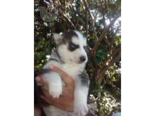 PoulaTo: husky  Τεριέ Μπλε Κέρι
