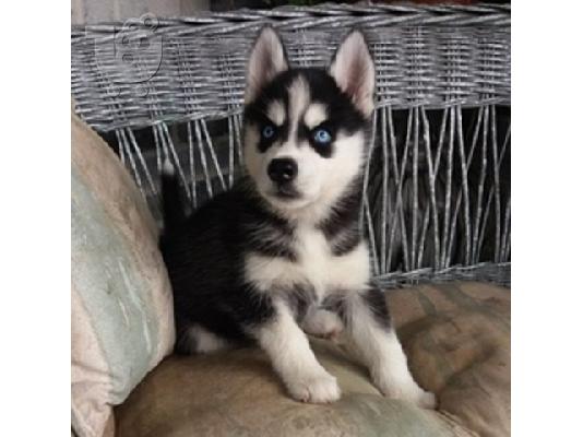 Γλυκά μικρά Σιβηρικά γεροδεμένα κουτάβια-siberian husky...