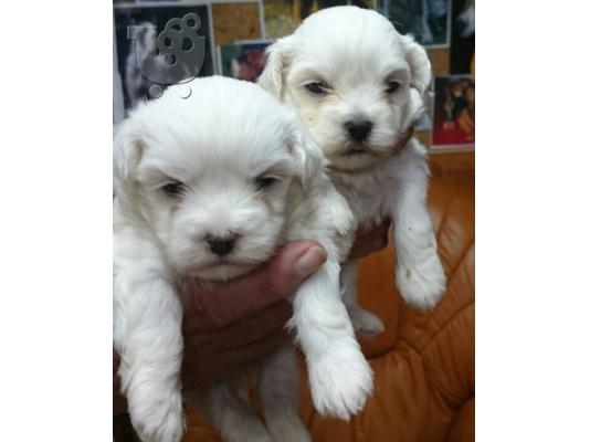 BICHON MALTES