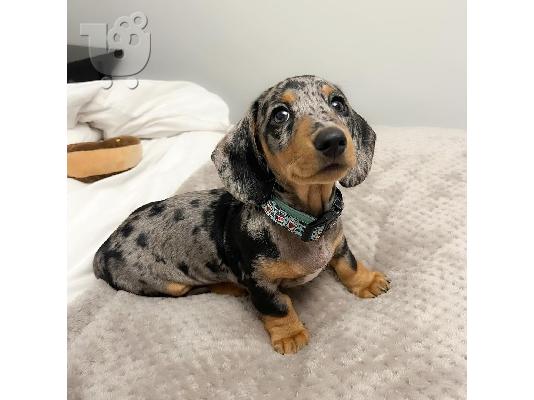 PoulaTo: Υπέροχα κουτάβια Dachshund