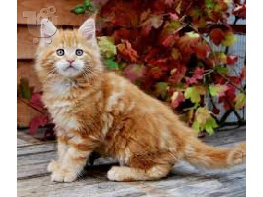 PoulaTo: Διαθέσιμο Maine Coon γατάκια