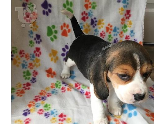 Štenci Beagle dostupni za prodaju kontaktirajte me putem (whatsapp 32460219218) ili (viber...