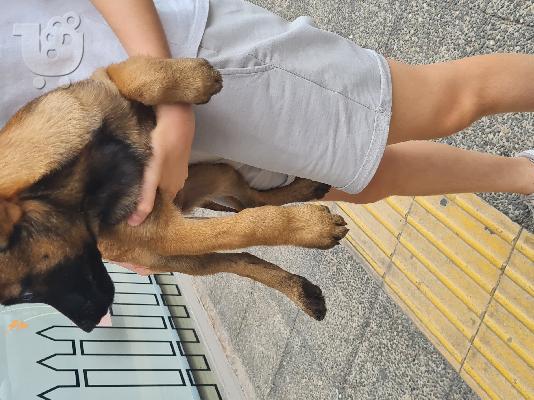 Malinois – Μαλινουά