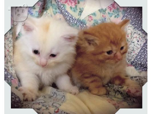 PoulaTo: Γενεαλογικό Maine Coon γατάκι