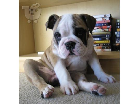 PoulaTo: English bulldog Κέεσχοντ