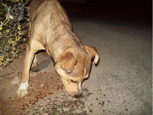 Pit-Bull ημιαιμο για υιοθεσια