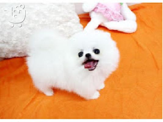PoulaTo: Pomeranian spitz mini / Πομεράνιαν σπιτζ μίνι