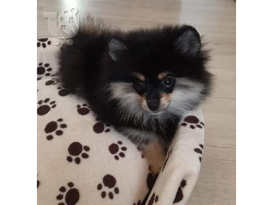 PoulaTo: Κουτάβια Pomeranian Spitz