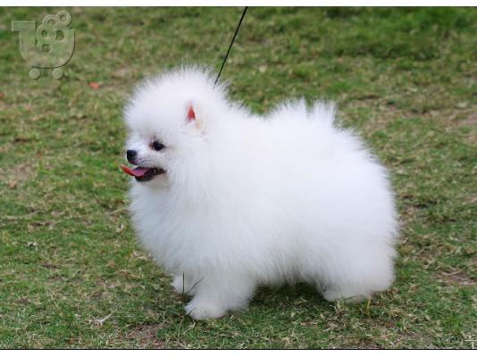 Pomeranian κουτάβια