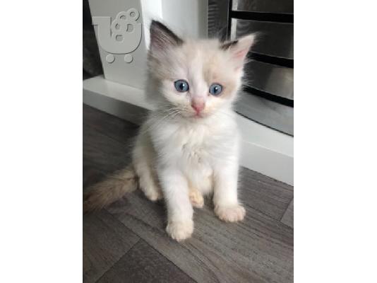 PoulaTo: Αναισθητοποιήστε το γατάκι Ragdoll