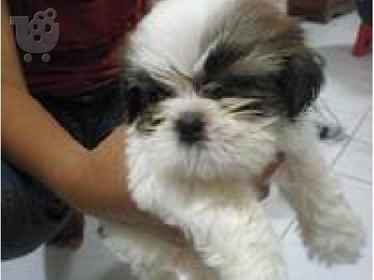 Shih Tzu-Σιχ Τσού