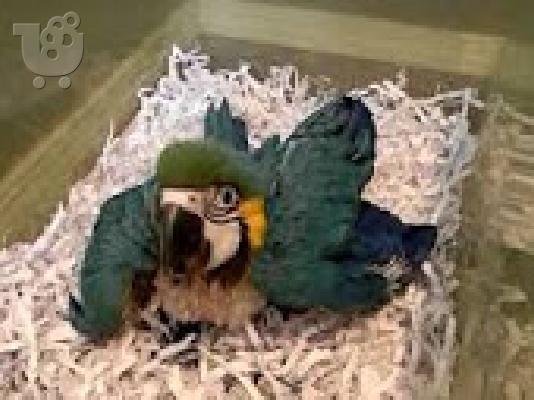 PoulaTo: DNA exétase ta morá papagáloi macaw