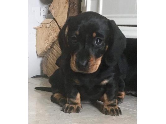 Όμορφα κουτάβια Dachshunds