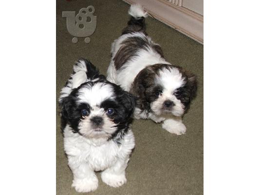 PoulaTo: Shih Tzu κουτάβια