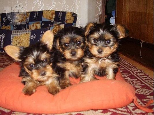 PoulaTo: Yorkshire terrier κουτάβια