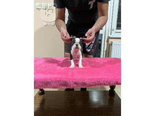 Κουτάβια Boston Terrier προς πώληση