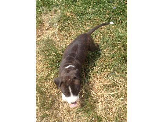 pit bull