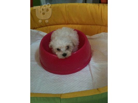 MALTESE MINI