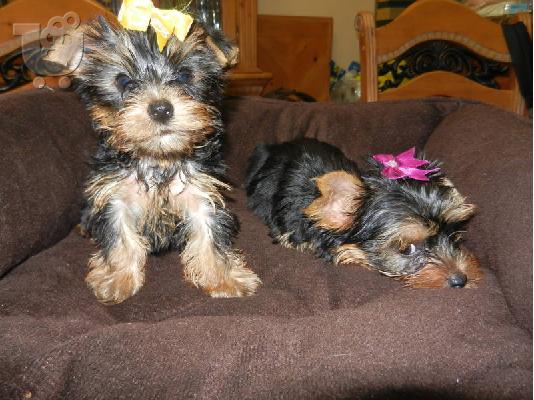 PoulaTo: Χαριτωμένο Tiny Sweet Yorkies για θέσπιση