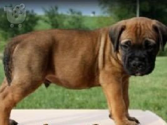PoulaTo: Λατρευτά κουτάβια bullmastiff