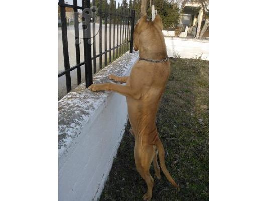 pitbull rednose