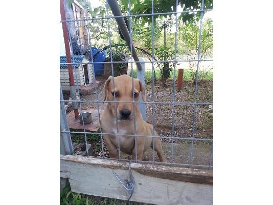 Πωλούνται καθαροαιμα κουτάβια Pitbull