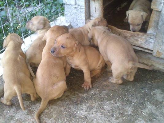 pitbull