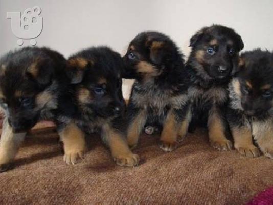 PoulaTo: German Shepherd καθαροαιμα και υιγιεστατα κουταβια στις καλυτερες τιμες 6979314054