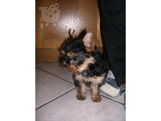yorkshire terrier mini Τεριέ Γιορκσάιρ Τεριέ Γιορκσάιρ