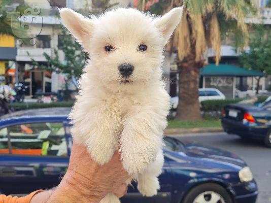 PoulaTo: ALASKAN PUPPY MALAMUTE ΔΙΑΘΕΣΙΜΑ για ένα νέο σπίτι