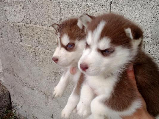 PoulaTo: husky καφε και μαυρα