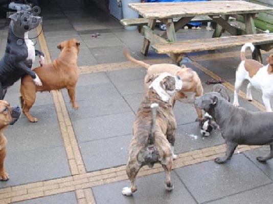 PoulaTo: pit bull