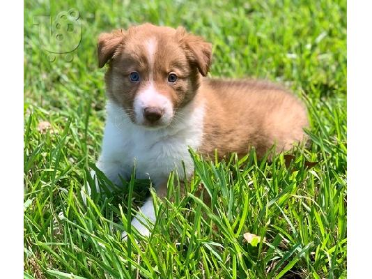 PoulaTo: Border collie