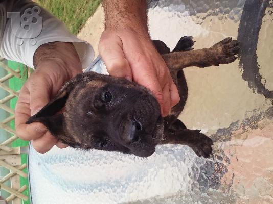 cane corso 2 μηνων