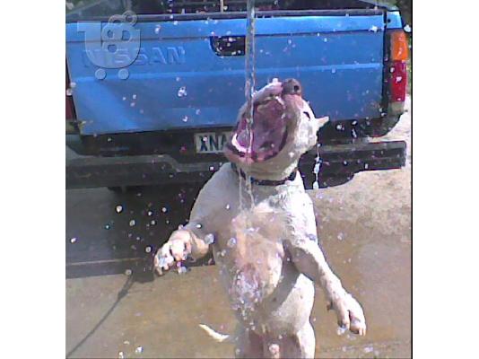 PitBull (APBT) Arsenikos pwlite Πίτμπουλ