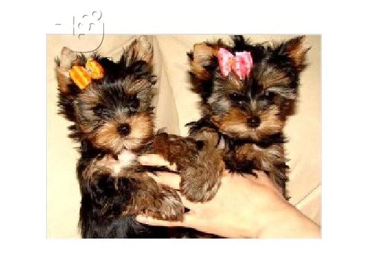 PoulaTo: Yorkshire terrier super pocket, Αττική (€ 120.00 )