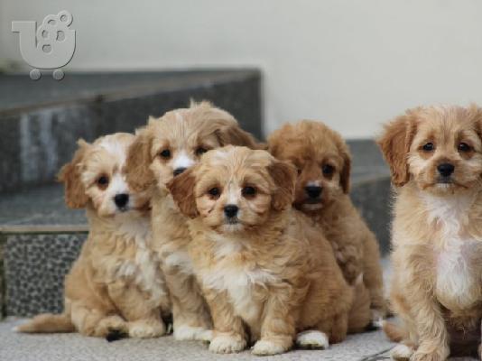 Κουτάβια AKC Cavapoo