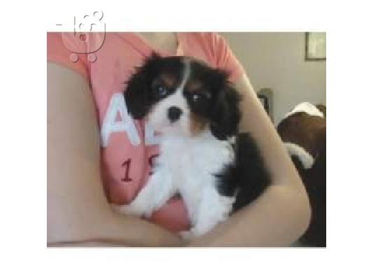 PoulaTo: Το Γοητευτικό Cavalier King Charles Κουτάβια,