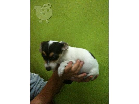 PoulaTo: JACK RUSSEL Τεριέ Τζακ Ράσελ