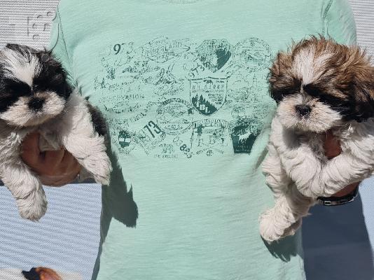 PoulaTo: Shih Tzu