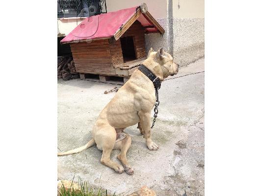 pitbull