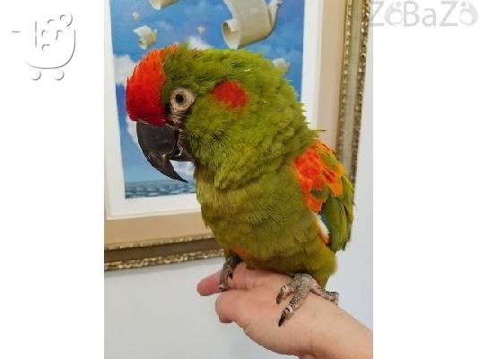 Set ble kai kítrinou papagálou Macaw katá tin yiothétisi.